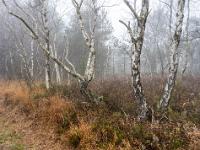 Verzweigte Birken entlang dem Moorweg - Kendlmühlfilzn